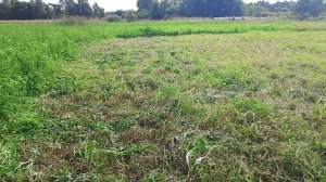 Козлятник второй укос на сенаж 2025