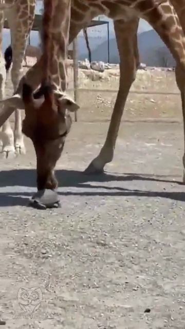 Поддай газку.mp4