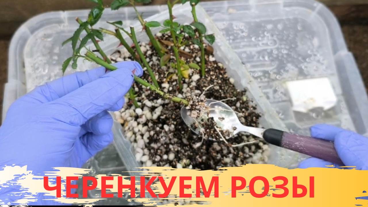 ЧЕРЕНКОВАНИЕ РОЗ / ИЮЛЬ АВГУСТ смотреть онлайн