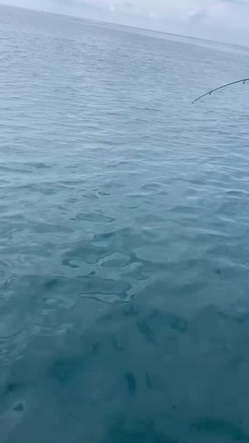 Два маленьких мерланга. смотреть онлайн