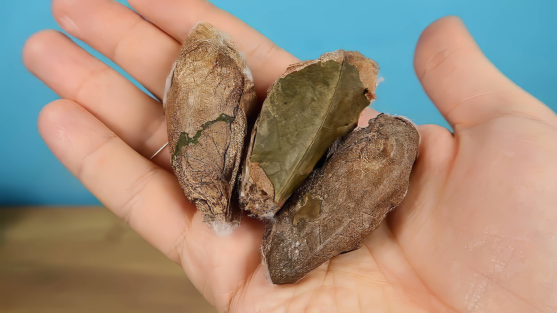 В этих коконах самые большие бабочки в Мире! Выращиваю Бабочек! смотреть онлайн