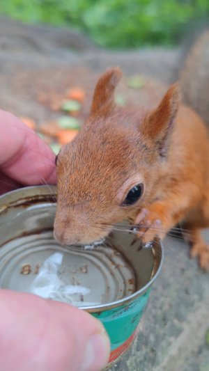 Снова напоил белку