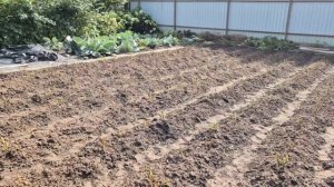 Сделайте это, и картошка будет вкуснее