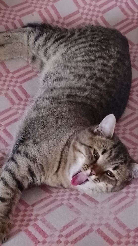 Ветренная Я!😀😻 Юмор с животными смотреть онлайн