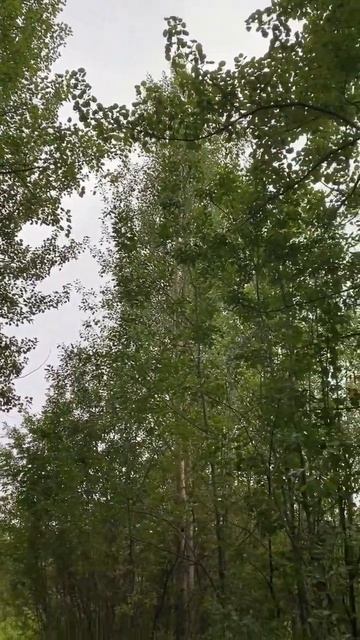 ГОЛОС ИСЦЕЛЕНИЯ