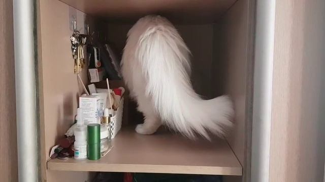 Леся и Сёма - Захват полки смотреть онлайн