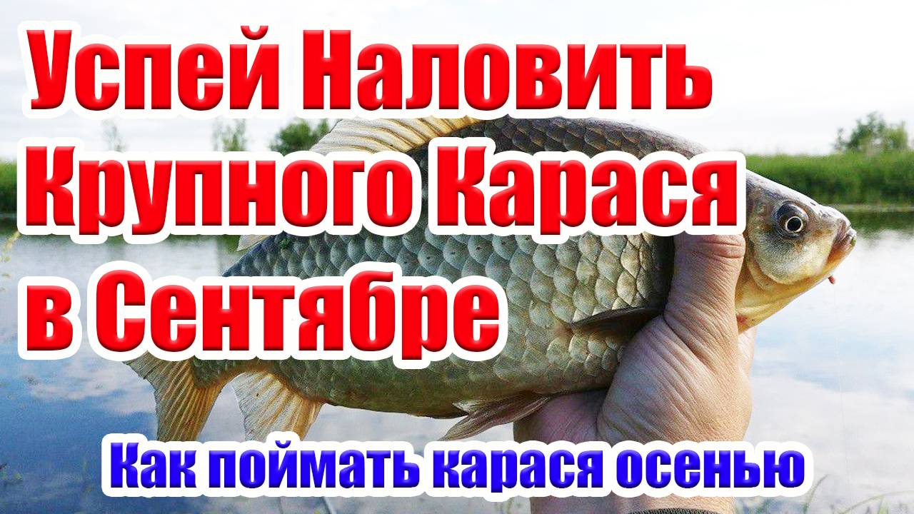 Как Успешно ловить Карася в Сентябре. На что ловить карася осенью. Рыбалка на карася. смотреть онлайн