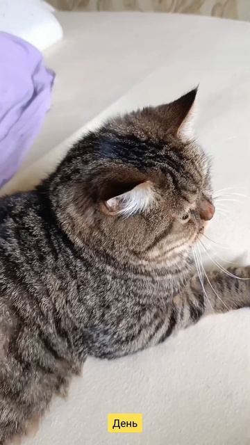 Сплю с котом смотреть онлайн