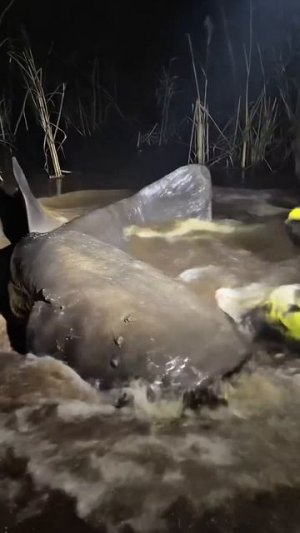 Огромный сом чуть не сожрал собаку..