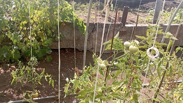 24 августа, огурцы Маша F1, собрала первые два огурчика. /огурцы/урожай/дача/ смотреть онлайн