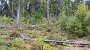 За брусникой в лес на каракате с прицепом .