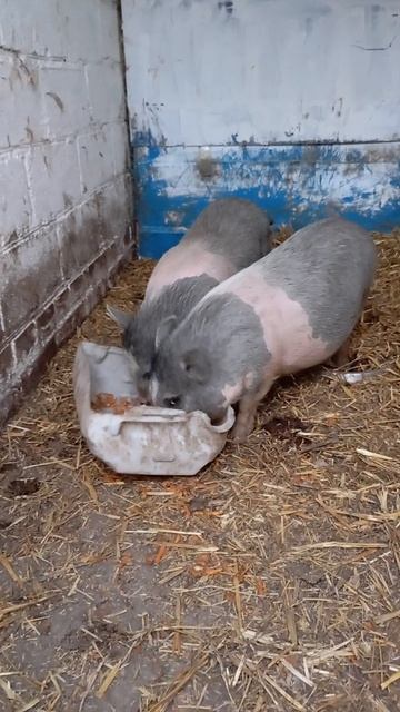 1000020420.mp4  ДЕТДОМОВСКИЕ