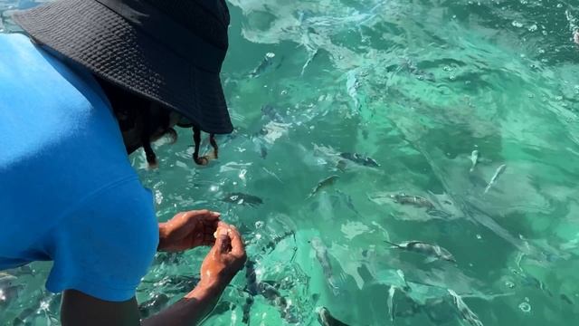 Снорклинг на Сейшельских островах.