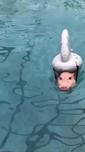 СРОЧНЫЕ НОВОСТИ. Новый вид акулы.