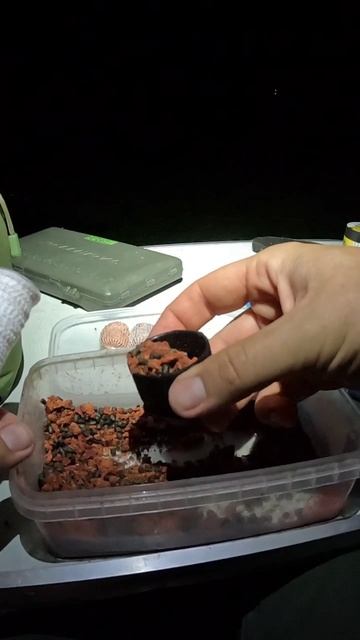 Стики на карпа  Карпфишинг Как поймать карпа Лето 2025 #рыбалка #carpfishing #флэтфидер #carp #рыба