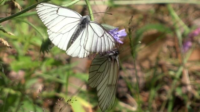 2014 июль Подосинки зарисовка