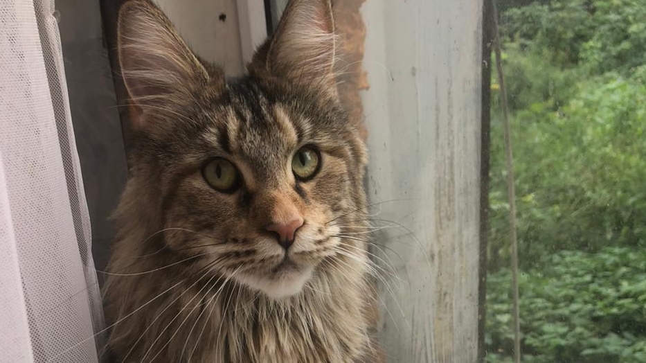 Новый житель, мариную помидоры на зиму смотреть онлайн