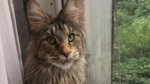 Новый житель, мариную помидоры на зиму