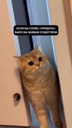 придурь #shorts