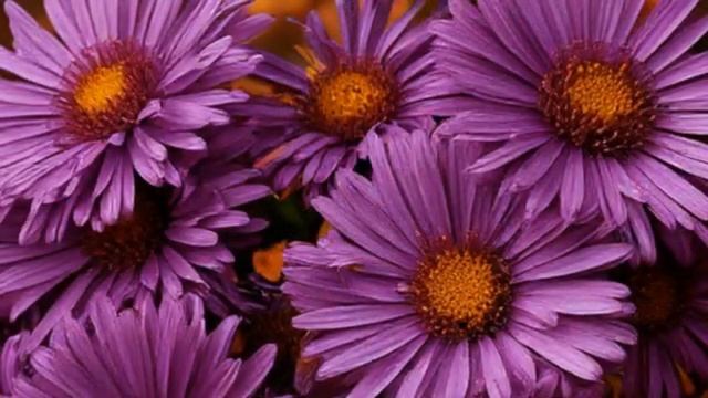 Пахнет августом, пахнет осенью Наталья Фаренбрух Артём стихи Ольга Назаренко Авт вид НРудакова смотреть онлайн