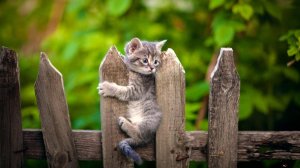 Смешные Животные, Приколы с Животными, Смешные Видео про Животных