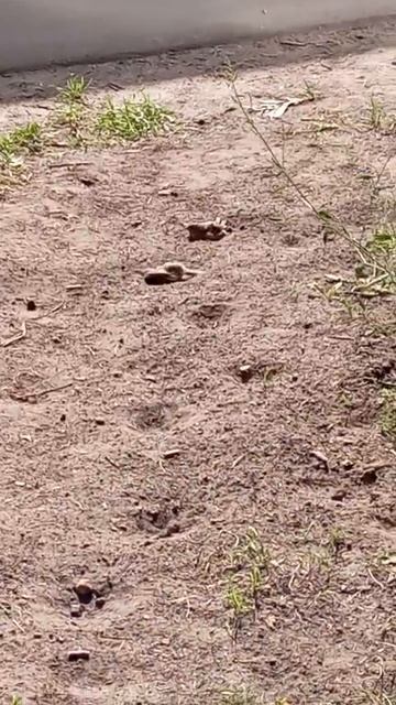 Вот такие пироги