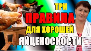 ТРИ правила для ХОРОШЕЙ яйценоскости кур.