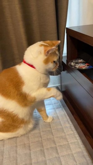 А в КАКОМ Месяце Ты Родился ? ЧАСТЬ 2 😲 #cat #юмор #озвучка