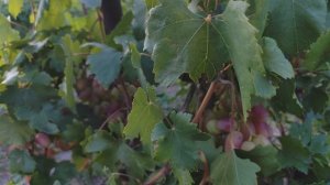 Анна Герман . Донское казачество