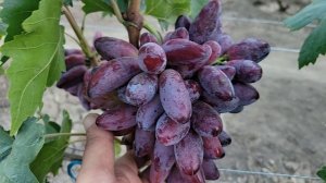 КРУПНОПЛОДНЫЕ ГФ Винограда!!! (Калугин В.М.).