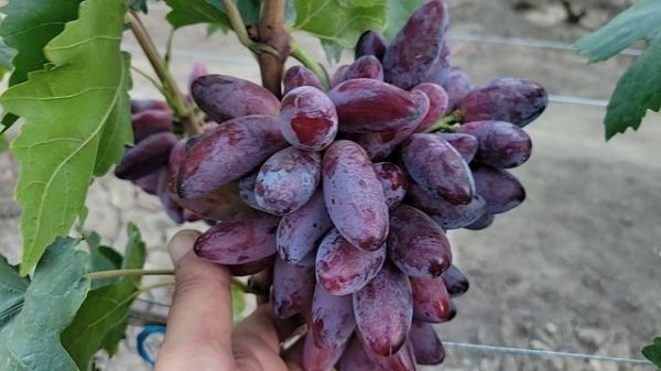 КРУПНОПЛОДНЫЕ ГФ Винограда!!! (Калугин В.М.).