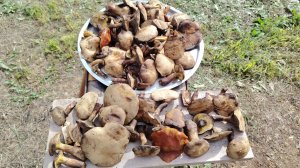 Охота на грибы брусника | Сбор грибов Моховики | Прогулка по лесу август 2025 год | Остров Сахалин |