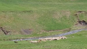 Из села Кули.