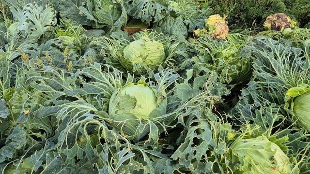 Веду борьбу,не опускаю руки/едем за Малышкой смотреть онлайн