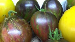 Томаты - новинки 2025 года. Сорта Софии Сааковой. Изумрудная карамель Елены.