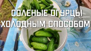 Пошаговый рецепт хрустящих соленых огурцов холодным способом под крышку