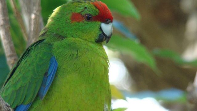 Звук природы. Пение птиц. Птицы. Пение птицы попугая Какарика смотреть онлайн