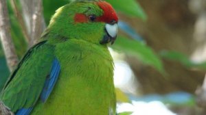 Звук природы. Пение птиц. Птицы. Пение птицы попугая Какарика