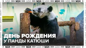 Панде Катюше из Московского зоопарка исполнилось 2 года - Москва 24