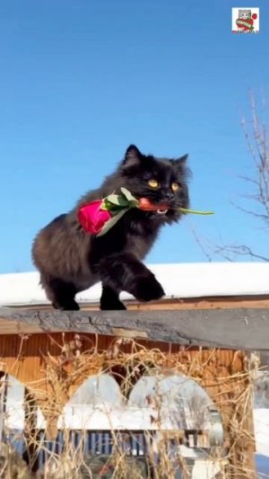 Род Чепусиков - живёт и здравствует в Пискунчике 😇🐈⬛🐈🌈💓🙏🐈⬛