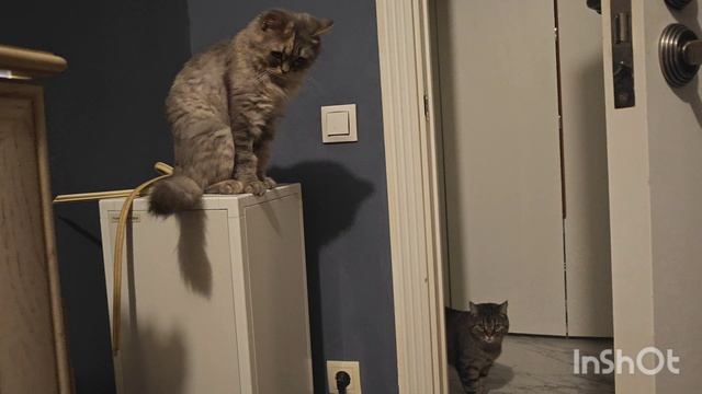 Китти и Саня для Авито 12