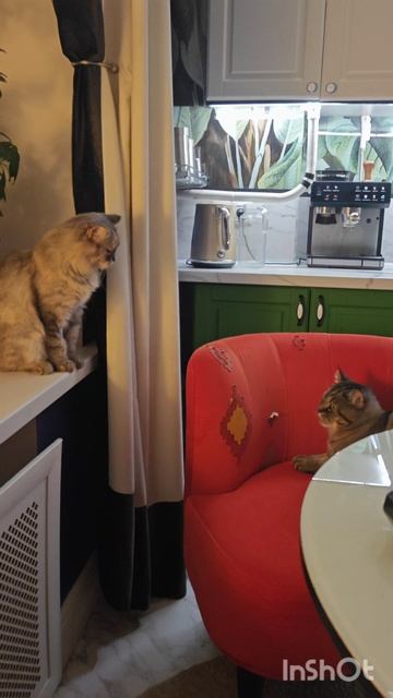 Китти и Саня для Авито 9