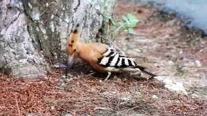 Звук природы. Пение птиц. Птицы. Пение птицы Удод