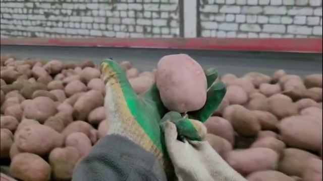 DokaGene (ДГТ). Уборка сорта картофеля Фламинго в Брянской обл. смотреть онлайн