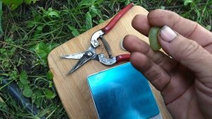 ГФ к -ш Ириска селекции Калугина В. М ранний кишмиш первого класса.