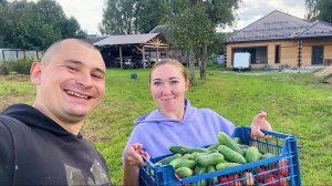 Плодотворная поездка. Успели все! Собрали урожай. Стройка дома продолжается. Жизнь в деревне.