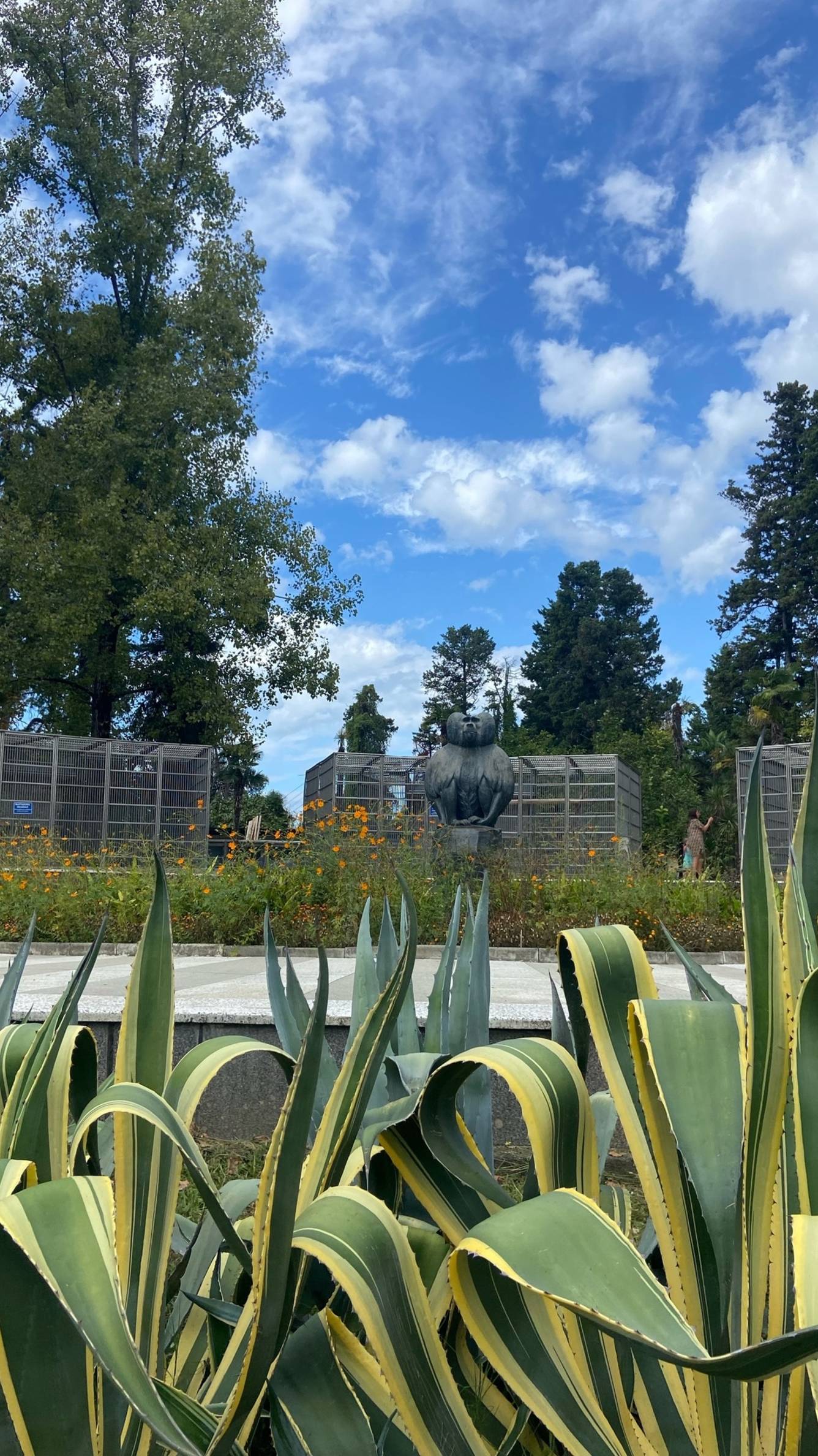 Сухумскому обезьяньему питомнику исполнилось в этом году 98 лет смотреть онлайн