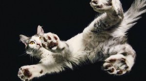 Смешные Падения Животных, Смешные Видео про Животных, Смешные Питомцы