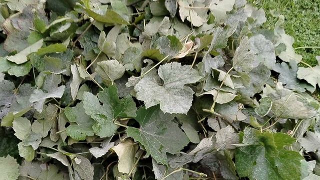 Обрезаю виноград 24.08.2025 Подмосковье. смотреть онлайн