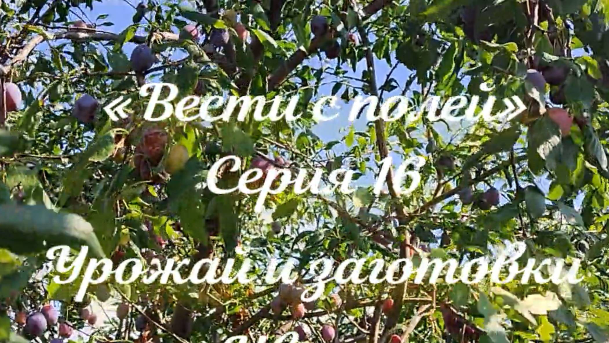«Вести с полей» Серия 16. Урожай и заготовки. смотреть онлайн